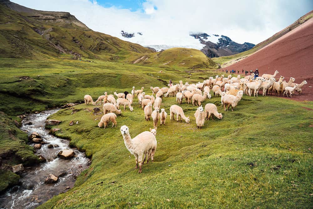 Backpacking Peru - 3 Week Peru Itinerary (2025) 1 vinicunca peru, vinicunca, vinicunca mountain peru, vinicunca mountain, vinicunca rainbow mountain, rainbow mountain peru tour, rainbow mountain cusco, peru mountains, rainbow mountain peru day trip, rainbow mountains of peru, ausangate trek, rainbow mountain trek peru, rainbow mountain tour from cusco, rainbow mountain cusco peru, rainbow mountain trek, rainbow hills peru, rainbow mountain peru location, mountain rainbow peru, rainbow mountain peru hike, ausangate trek peru, colored mountains peru, cusco to rainbow mountain, ausangate mountain, rainbow mountain from cusco, rainbow mountain hike, hiking rainbow mountain peru, hiking in peru, ausangate, colorful mountains in peru, rainbow mountain trail, 7 color mountain, hiking rainbow mountain, highest point in peru, tallest mountain in peru, rainbow mountain peru map, famous mountain in peru, rainbow mountain peru weather, how to get to rainbow mountain peru, rainbow mountain weather, rainbow mountains peru, peru rainbow mountains, rainbow mountain in peru, rainbow mountain of peru, rainbow mountain tour peru, the rainbow mountain peru, rainbow mountain hike peru, andes mountain peru, hike rainbow mountain, rainbow mountain elevation, color mountain peru, cusco rainbow mountain, peru mountain, mountain ranges in peru