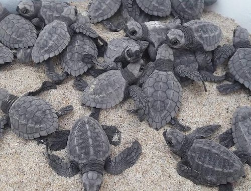 BABY TURTLE RELEASE PUERTO ESCONDIDO
