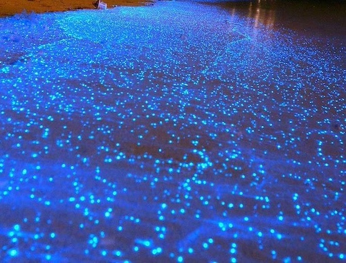 15 BEST Puerto Escondido Tours For Every Budget (2025) 1 Bioluminescent Night Tour