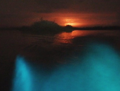 Bioluminescent Night Tour Puerto Escondido