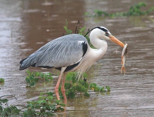 BIRDWATCHING LAGOON TOUR 2