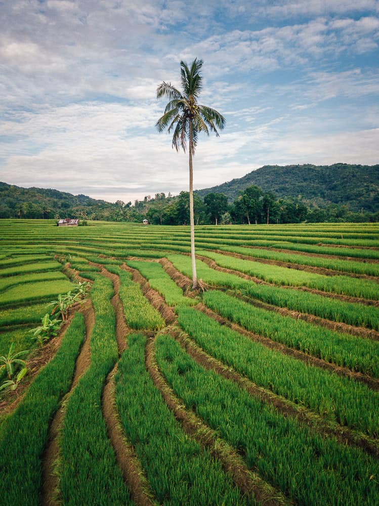 candapdapan rice terraces, bohol rice terraces, bohol tour, panglao bohol, bohol day tour, bohol trip, things to do in bohol, bohol travel, what to do in bohol, where to go in bohol, bohol attractions, bohol map, places to visit in bohol, bohol island tour, bohol tourist attractions, bohol travel guide, bohol to cebu, bohol tourist spots list, bohol chocolate hills tour, what to see in bohol, bohol philippines map, how to get to bohol, beautiful places in bohol, bohol spots, places to go in bohol, best places in bohol, places in bohol, bohol guide, bohol pictures, bohol tourist map, bohol what to do, bohol places to visit, best of bohol, beautiful spots in bohol