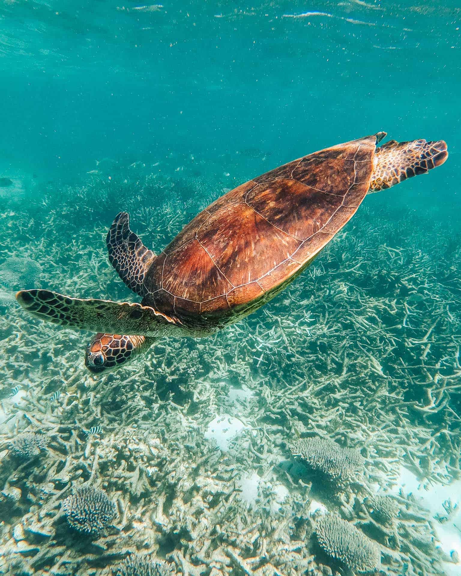 things to do in coral bay, coral bay things to do, coral bay western australia, coral bay, beaches in coral bay