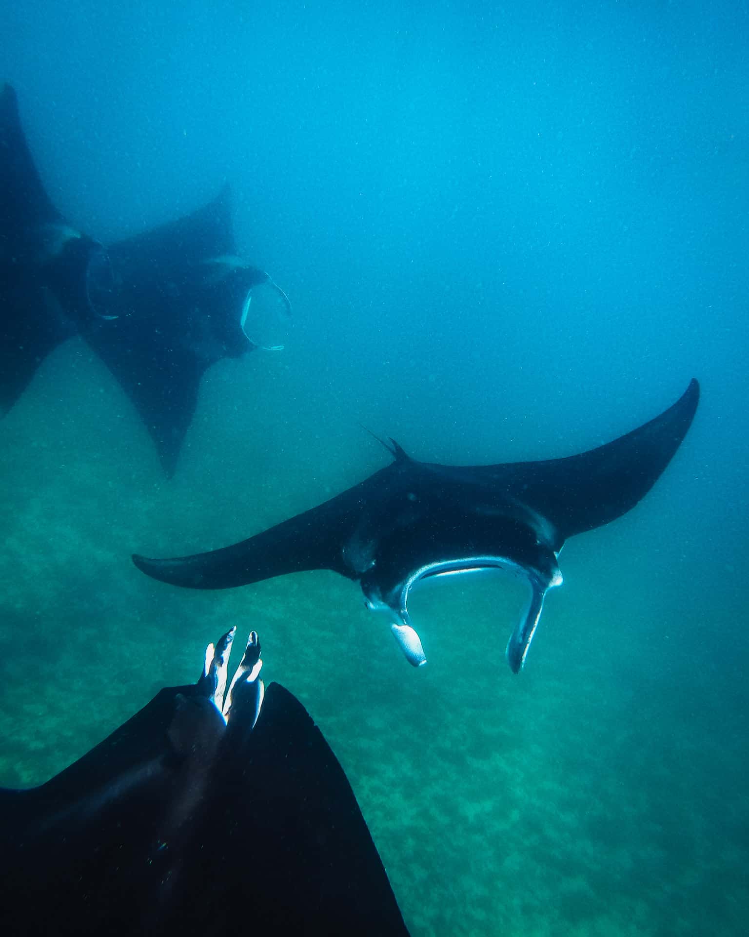 things to do in coral bay, coral bay things to do, coral bay western australia, coral bay, beaches in coral bay