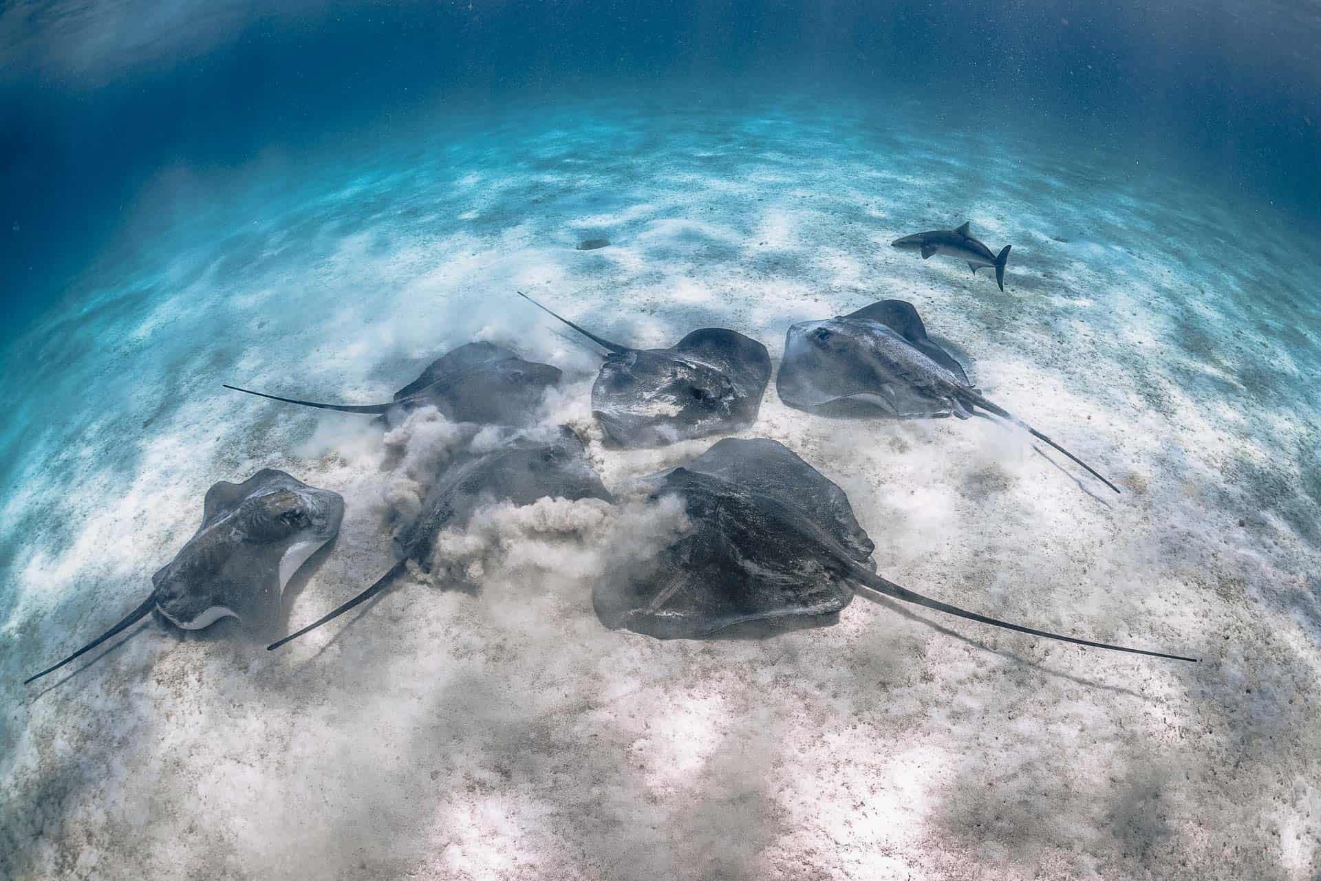 things to do in coral bay, coral bay things to do, coral bay western australia, coral bay, beaches in coral bay