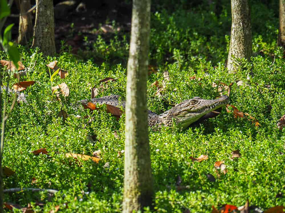 cuba itinerary, cuba itinerary 10 days, cuba travel itinerary, 10 days in cuba, cuba 10 days, cuba in 10 dayS, itinerary for cuba, cuba 10 days itinerary, 10 day cuba itinerary, 10 day itinerary cuba, 10 days cuba itinerary, itinerary cuba 10 days, 10 days in cuba itinerary, bay of pigs, bay of pigs cuba