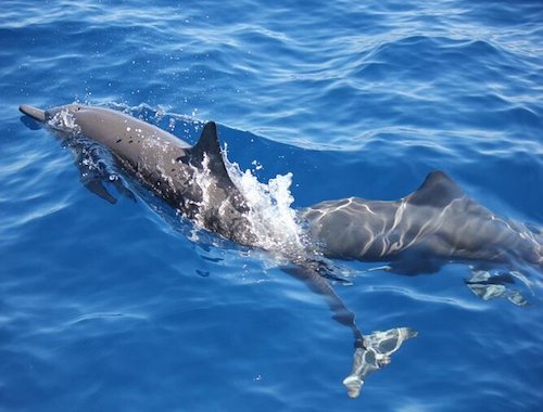 DOLPHIN WATCHING TOUR