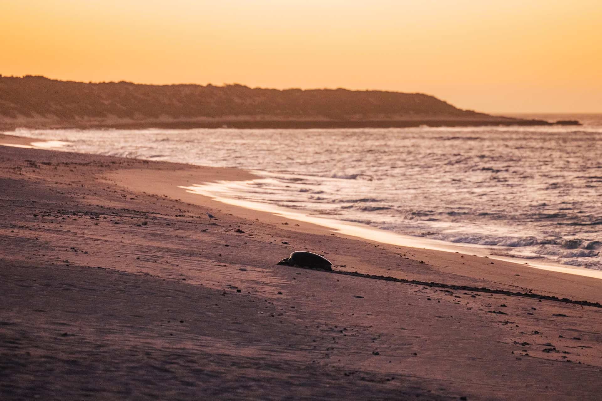 jurabi turtle centre, exmpouth turtles, things to do in exmouth, exmouth western australia, what to do in exmouth, exmouth things to do