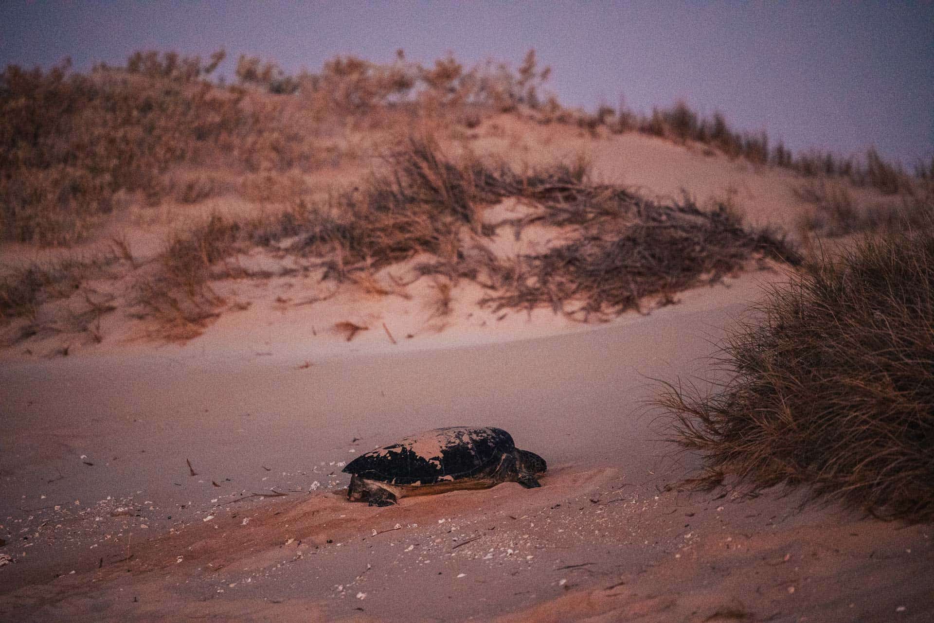 jurabi turtle centre, exmpouth turtles, things to do in exmouth, exmouth western australia, what to do in exmouth, exmouth things to do