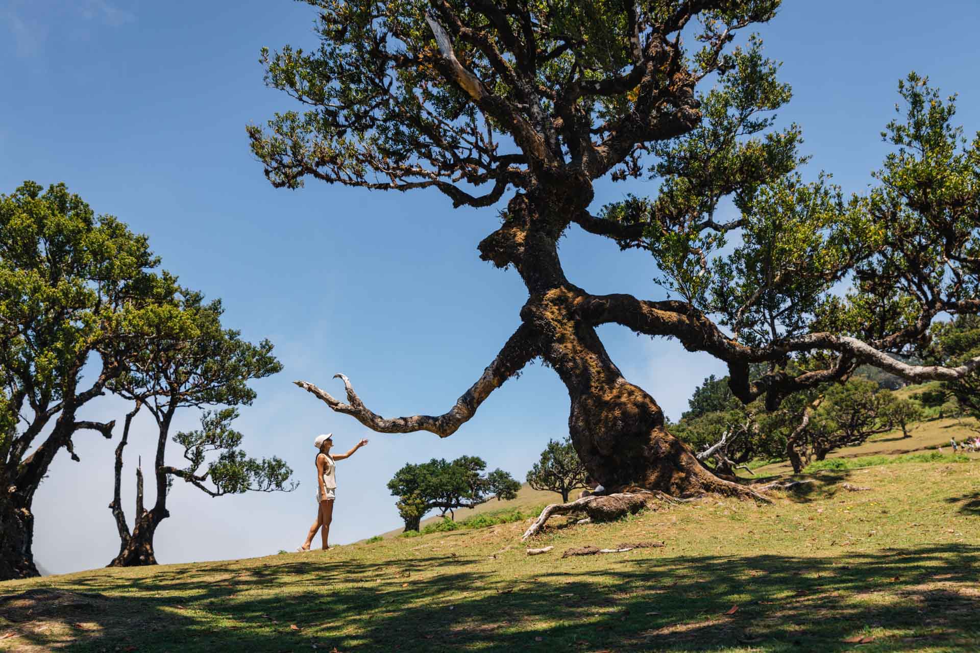 fanal forest madeira, fanal forest