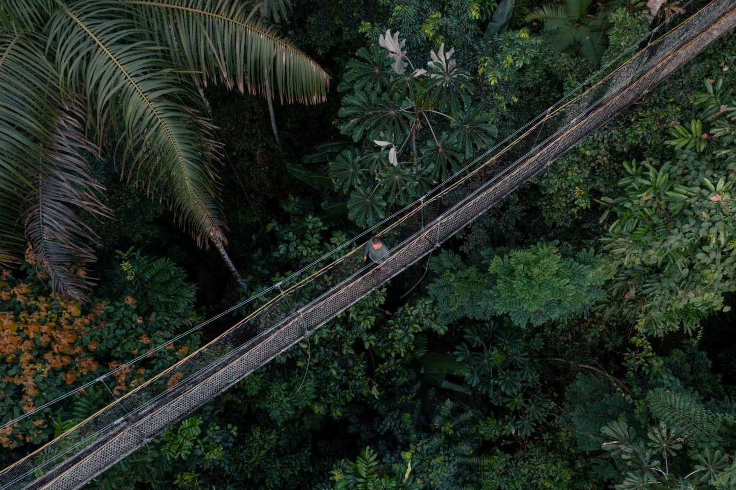 iwokrama rainforest 4