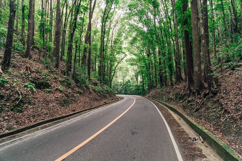bilar man made forest, bilar man-made forest, loboc man made forest, bilar forest, man made forest bohol, man made forest in bohol