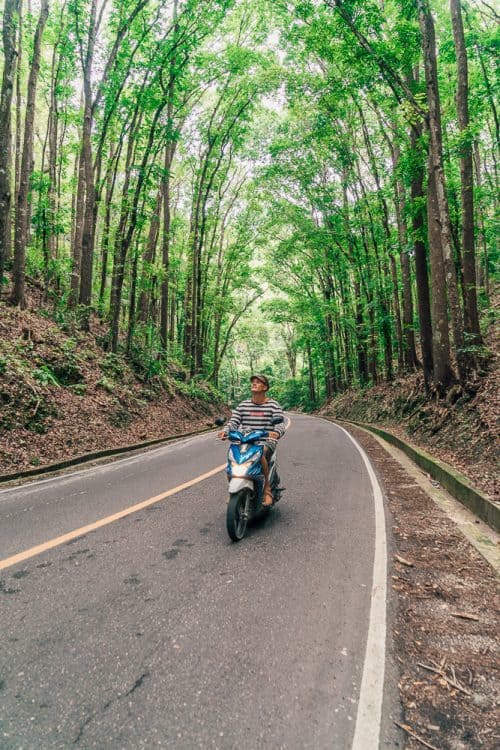 bilar man made forest, bilar man-made forest, loboc man made forest, bilar forest, man made forest bohol, man made forest in bohol