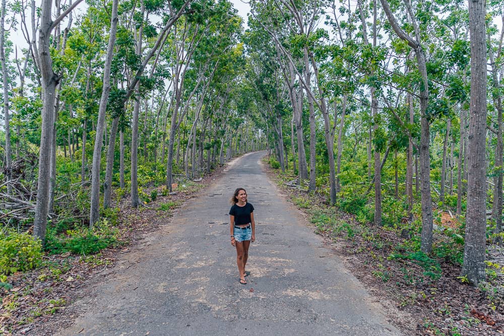man made forest siquijor