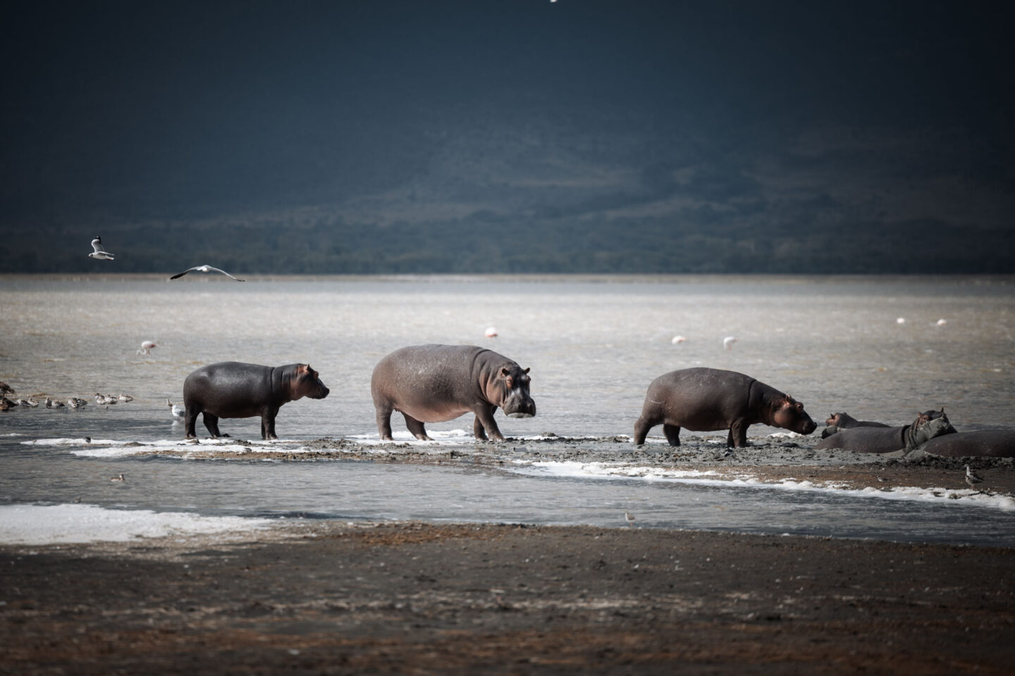 3 day tanzania safari, 3 day safari tanzania