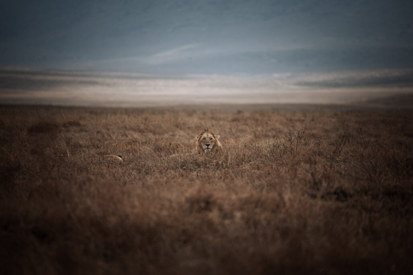 3 day tanzania safari, 3 day safari tanzania