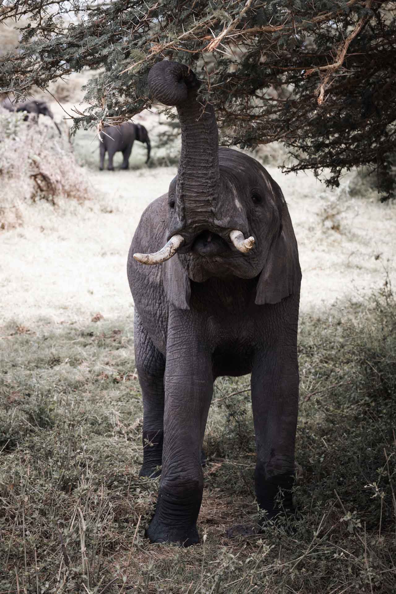 Ngorongoro Crater 32