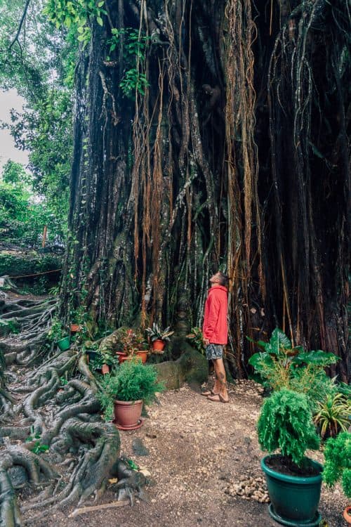 15 BEST Siquijor Tourist Spots: 2025 Travel Guide 17 century old balete tree, century old balete tree siquijor, enchanted tree siquijor, enchanted balate tree siquijor, old tree siquijor, balete tree siquijor