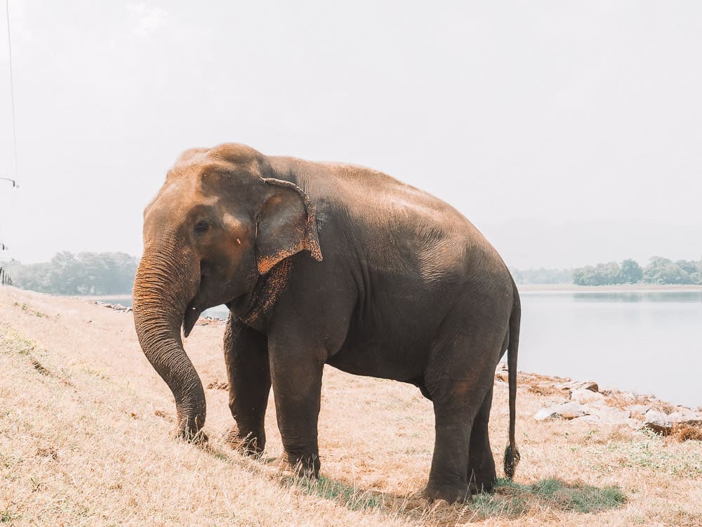 udawalawe safari, udawalawe safari tour, udawalawe national park, udawalawe, uda walawe, udawalawe safari price, udawalawe accommodation, sri lanka safari, udawalawe national park accommodation, udawalawe national park jeep safari