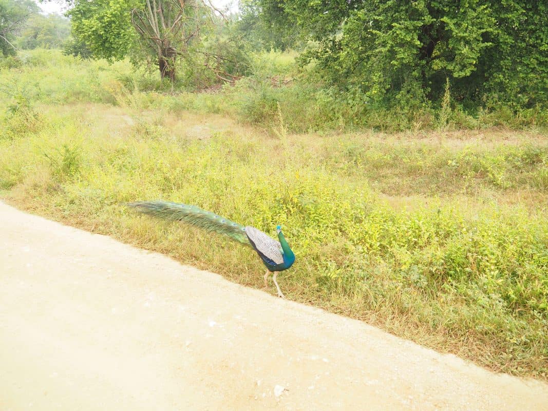 sri lanka trip, visit sri lanka, sri lanka tourists places, sri lanka itinerary, places to visit in sri lanka, sri lanka holidays, best places to visit in sri lanka, tourist attractions in sri lanka, sri lanka tourist places, best beaches in sri lanka, what to do in sri lanka, sri lanka attractions, sri lanka blog, beautiful places in sri lanka, best places in sri lanka, sri lanka points of interest, things to see in sri lanka, sri lanka beaches, udawalawe safari, udawalawe safari tour, udawalawe national park, udawalawe, uda walawe, udawalawe safari price, udawalawe accommodation, sri lanka safari, udawalawe national park accommodation, udawalawe national park jeep safari, 2 weeks in sri lanka itinerary, sri lanka itinerary, 2 weeks in sri lanka, sri lanka itinerary 3 weeks, two weeks in sri lanka, sri lanka two week itinerary, sri lanka travel itinerary, sri lanka travel guide, best itinerary for sri lanka