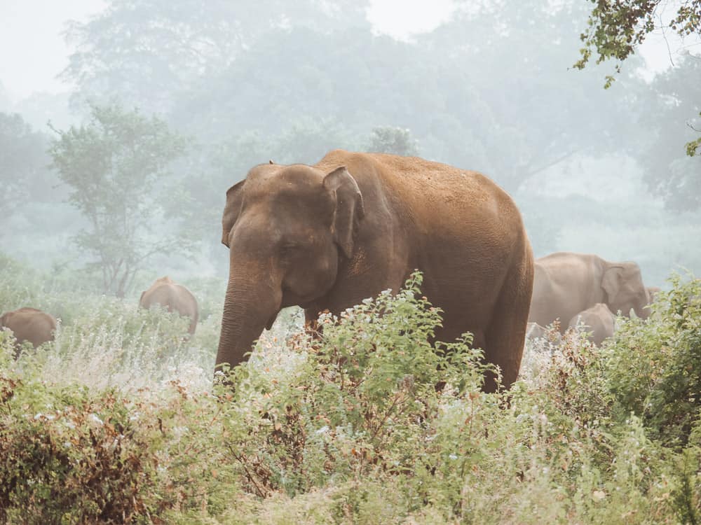 udawalawe safari, udawalawe safari tour, udawalawe national park, udawalawe, uda walawe, udawalawe safari price, udawalawe accommodation, sri lanka safari, udawalawe national park accommodation, udawalawe national park jeep safari