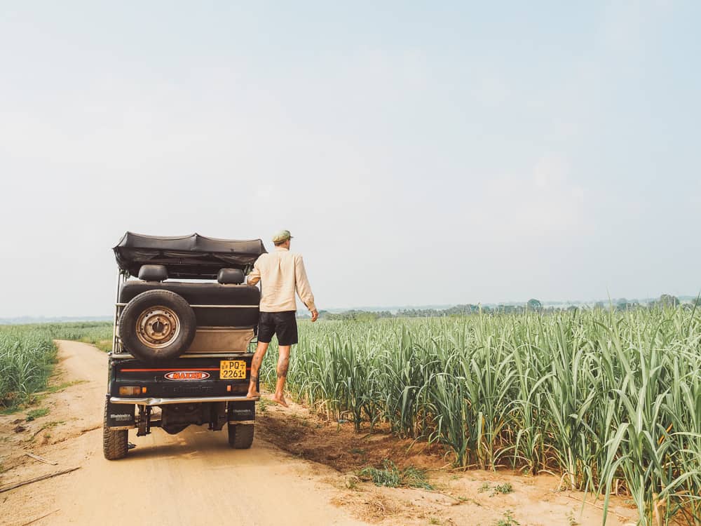udawalawe safari, udawalawe safari tour, udawalawe national park, udawalawe, uda walawe, udawalawe safari price, udawalawe accommodation, sri lanka safari, udawalawe national park accommodation, udawalawe national park jeep safari