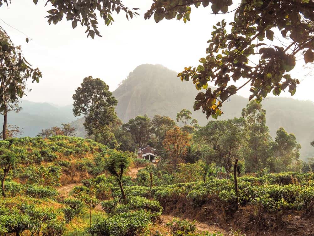little adams peak sri lanka, little adams peak, little adams peak, ella, ella sri lanka, mini adam's peak, adam's peak accomodation, adams peak, little adams peak ella, little adams peak view