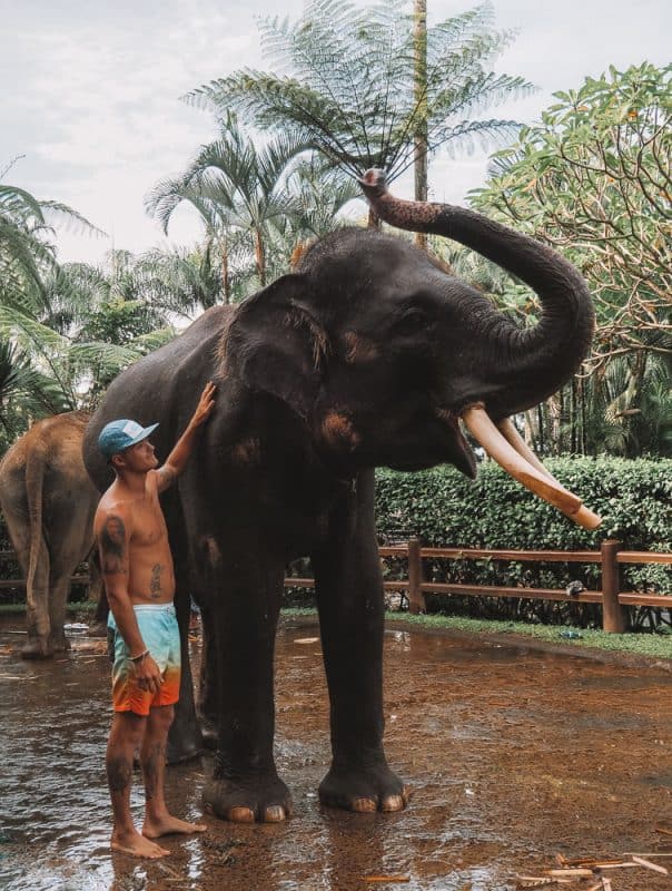 10 BEST Things To Do In Chiang Mai, Thailand 20 elephant sanctuary bali, elephant safari park bali, elephant safari bali, elephant park bali, bali safari park, elephant ride bali, elephant bali, elephant safari park bali price, elephant safari, elephant safari park ubud, elephant safari ubud, elephant park ubud, elephant sanctuary ubud, elephant ride ubud, elephant lodge bali, taro elephant park bali, elephant tour bali, taro elephant park