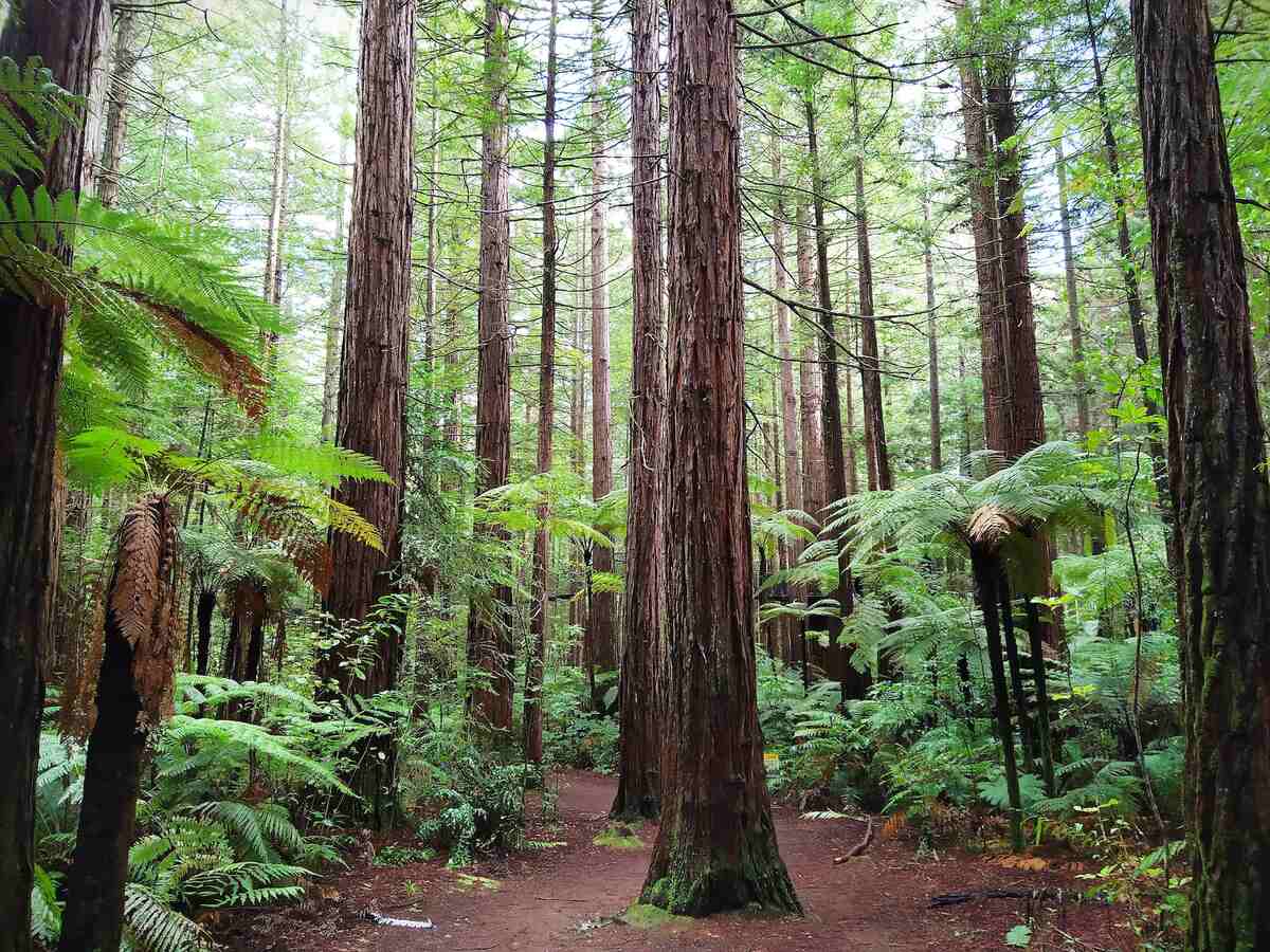 Redwoods Rotorua