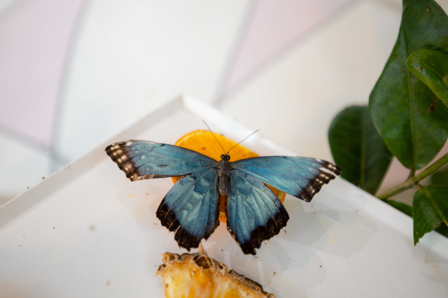 places to visit in sharjah, things to do in sharjah, sharjah attractions, sharjah, sharjah uae, al noor island