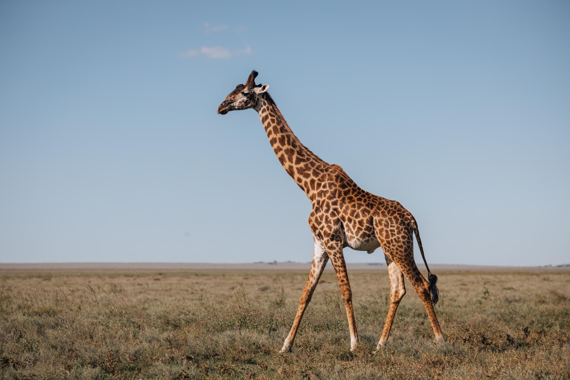 Destinations 1 tanzania safari, 5 day tanzania safari, tanzania safari tour, best tanzania safari