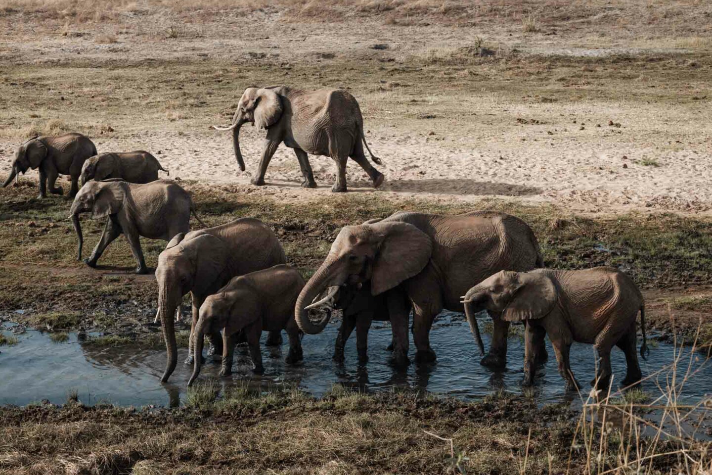 tarangire safari, safari tarangire, safari in tarangire, tarangire national park, tarangire tanzania, 3 day tanzania safari, 3 day safari tanzania