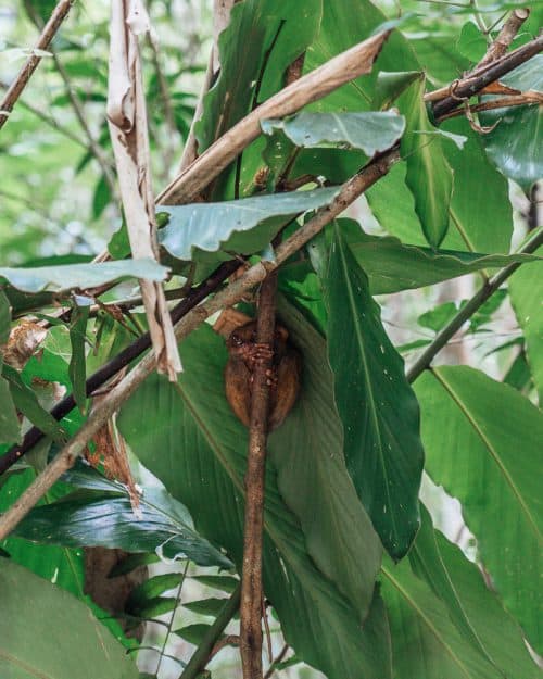 35 BEST Bohol Tourist Spots - Ultimate 2025 Guide 25 tarsier sanctuary bohol, tarsier bohol, tarsier in bohol, bohol tarsier, tarsier monkey, tarsier sanctuary, tarsier conservation area, what is a tarsier, tarsier pictures, tarsier sanctuary in bohol, tarsier monkey bohol, philippines tarsier sanctuary, bohol tarsier sanctuary, tarsier eyes, tarsier images, tarsier philippines