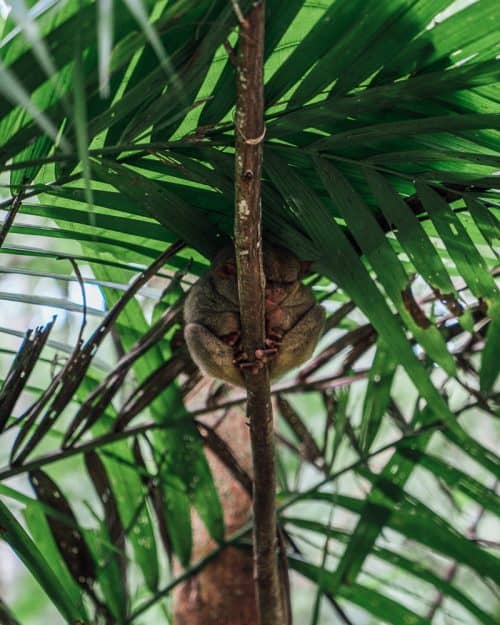 35 BEST Bohol Tourist Spots - Ultimate 2025 Guide 24 tarsier sanctuary bohol, tarsier bohol, tarsier in bohol, bohol tarsier, tarsier monkey, tarsier sanctuary, tarsier conservation area, what is a tarsier, tarsier pictures, tarsier sanctuary in bohol, tarsier monkey bohol, philippines tarsier sanctuary, bohol tarsier sanctuary, tarsier eyes, tarsier images, tarsier philippines