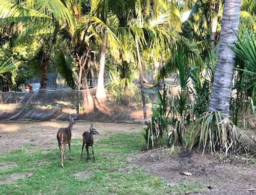 Turtle spawn Oaxaca 2