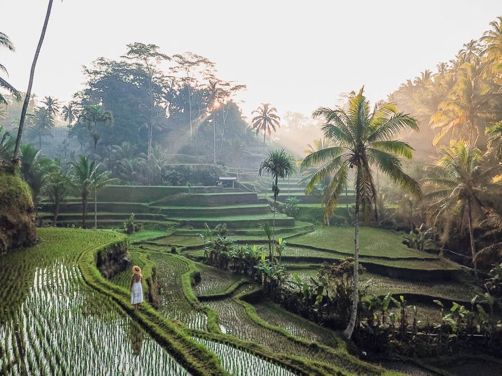 bali car rental with driver