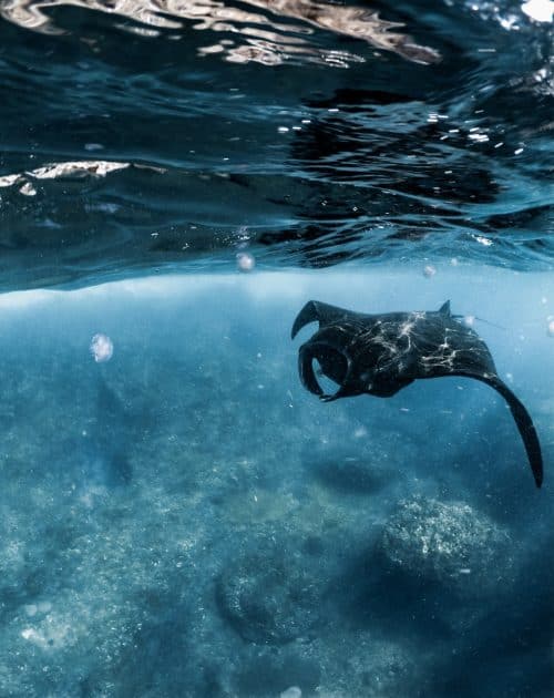 The ULTIMATE 2 Week Bali Itinerary For First-Timers 31 manta point nusa penida, manta point nusa lembongan, manta point, nusa penida manta point, manta point bali