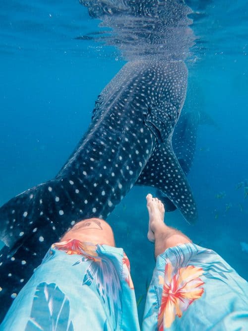 Heymondo Travel Insurance Review: All You Need To Know 10 whale sharks cebu, whale shark cebu, swimming with whale sharks cebu , cebu whale shark tour, whale shark watching cebu, oslob cebu, oslob whale watching, oslob whale shark, where to stay in oslob, oslob whale shark watching, oslob whale shark tour, oslob cebu whale shark, cebu swim with whale sharks, swim with whale sharks cebu, swimming with whale sharks in cebu, whale shark in cebu, whale sharks oslob, oslob whale sharks, cebu whale shark, whale sharks in philippines