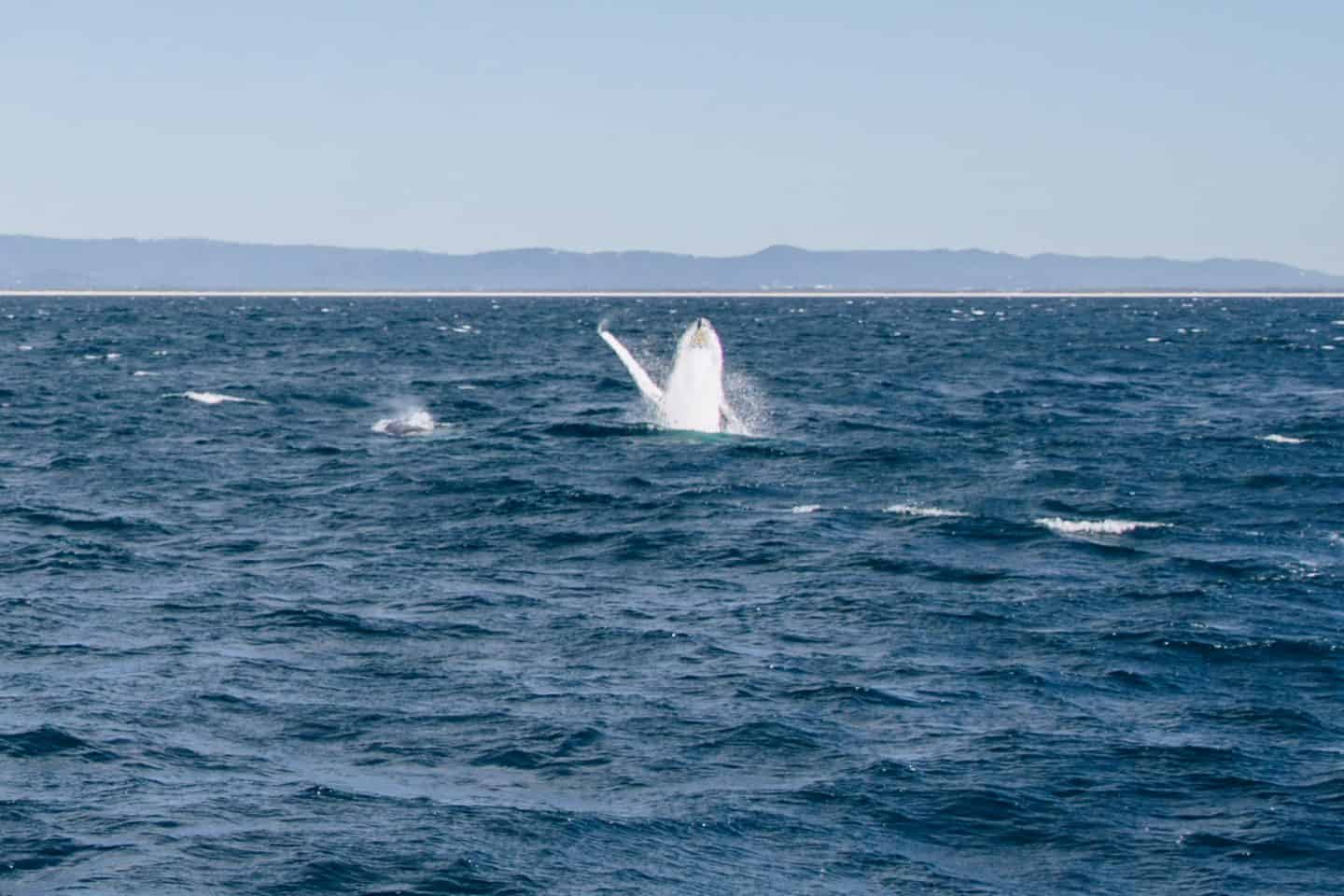 whale watching gold coast, gold coast whale watching, whale season gold coast, whale watching season gold coast, whales watching gold coast, gold coast whale watching season